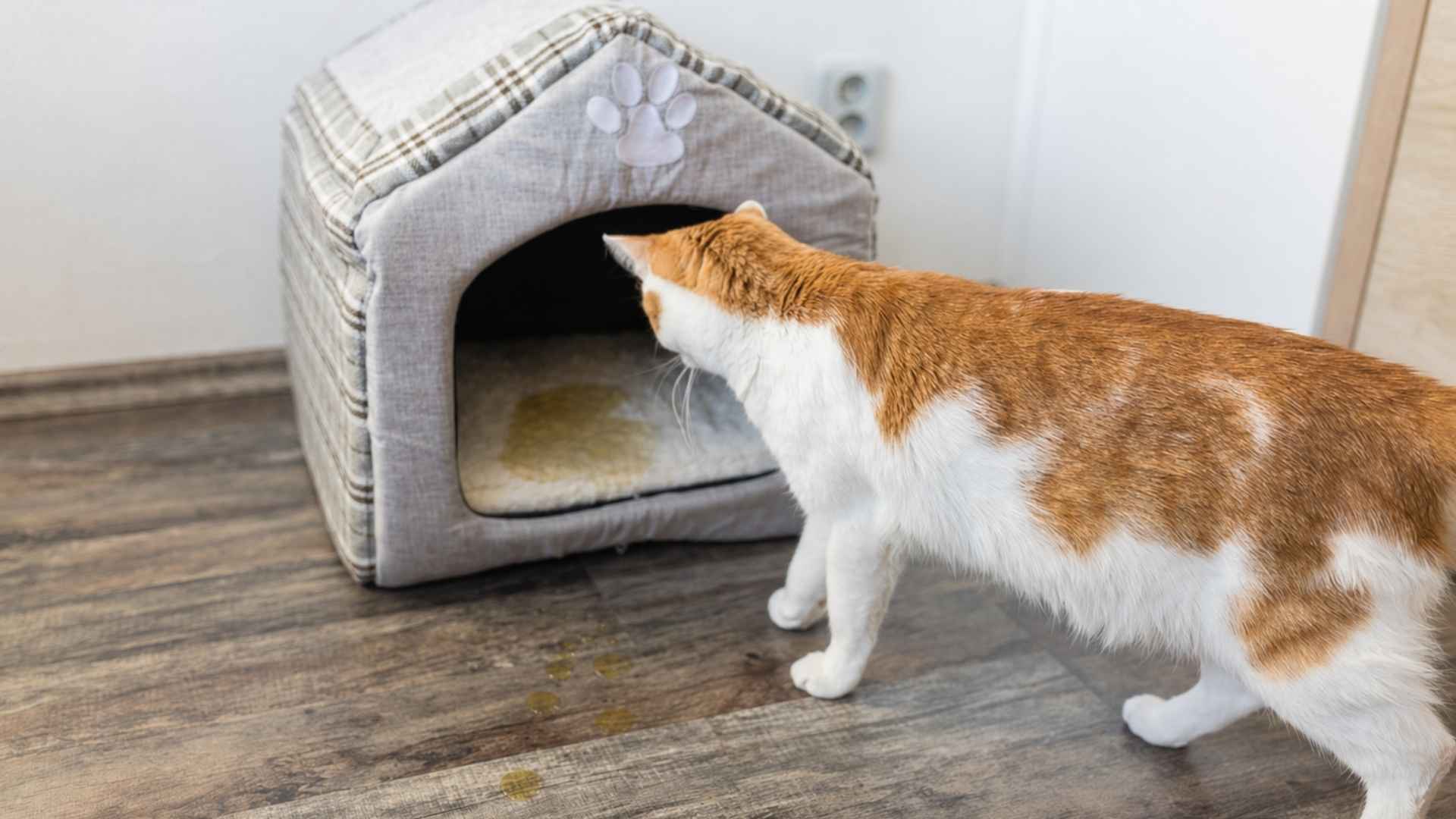 incontinencia urinaria en gatos fotos